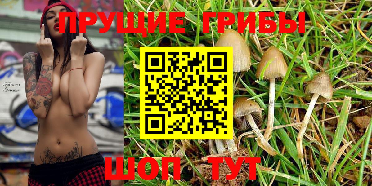 Псилоцибиновые грибы Psilocybe Георгиевск